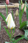tulips-closeup.JPG (52710 bytes)